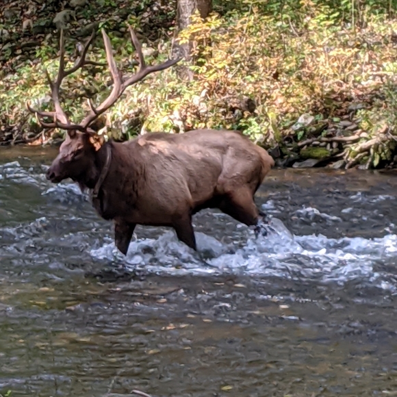Meet your Posher, Miranda - Picture 1 of 1